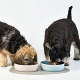 CERAMIC PET BOWL - MEDIUM - VARIOUS COLOURS