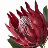 FAUX KING PROTEA