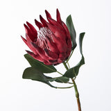 FAUX KING PROTEA