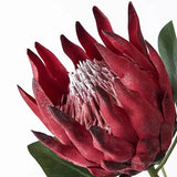 FAUX KING PROTEA